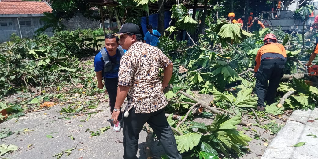 Penanggulangan Pohon Tumbang di Jl. Nyi Ageng Nis, Pilahan Kotagede